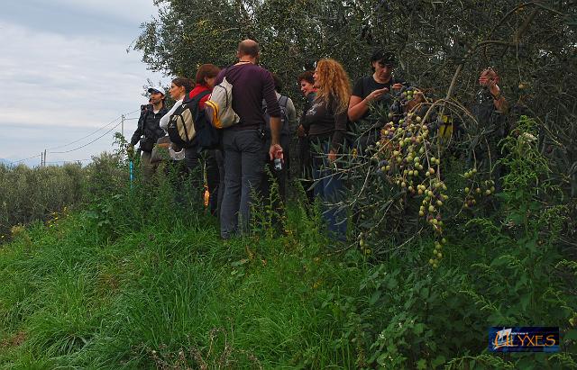 tra gli ulivi piegati dalle olive.JPG